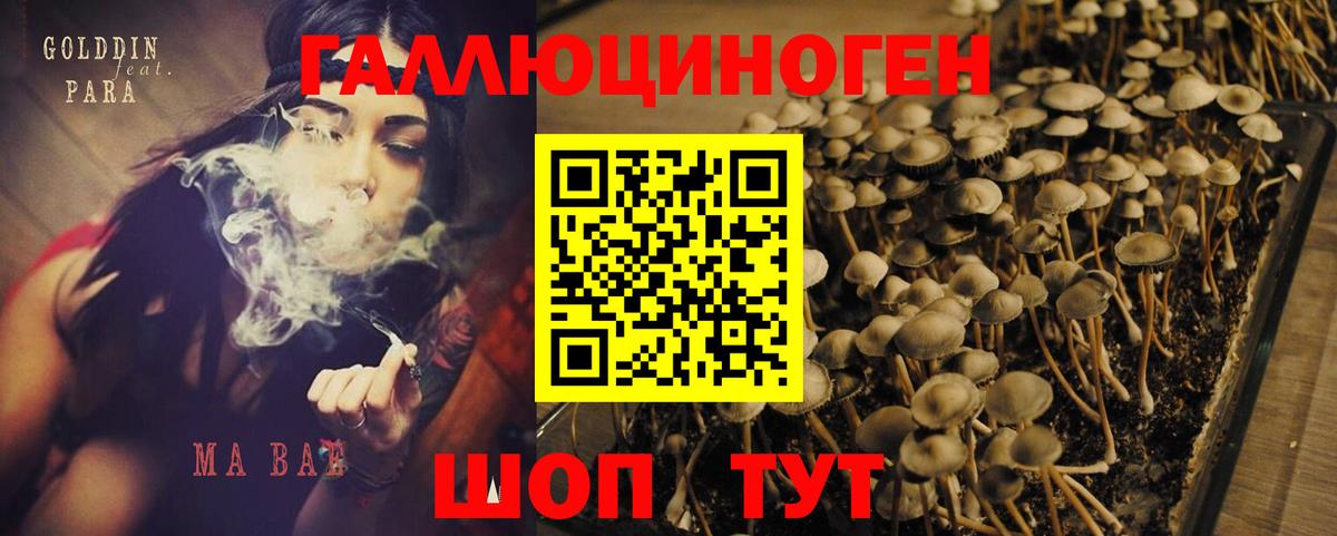 Псилоцибиновые грибы Psilocybine cubensis Норильск